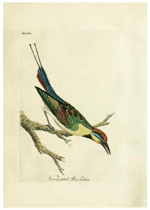 Reproducción/Reproduction 10310708903: A general history of birds /. Winchester [England] :Printed by Jacob and Johnson, for the author : sold in London by G. and W.B. Whittaker ... [and 3 others],1821-1828.