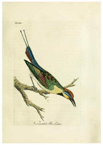 Reproducción/Reproduction 10310708903: A general history of birds /. Winchester [England] :Printed by Jacob and Johnson, for the author : sold in London by G. and W.B. Whittaker ... [and 3 others],1821-1828.
