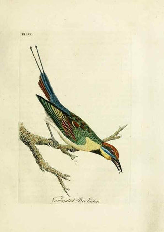 Reproducción/Reproduction 10310708903: A general history of birds /. Winchester [England] :Printed by Jacob and Johnson, for the author : sold in London by G. and W.B. Whittaker ... [and 3 others],1821-1828.
