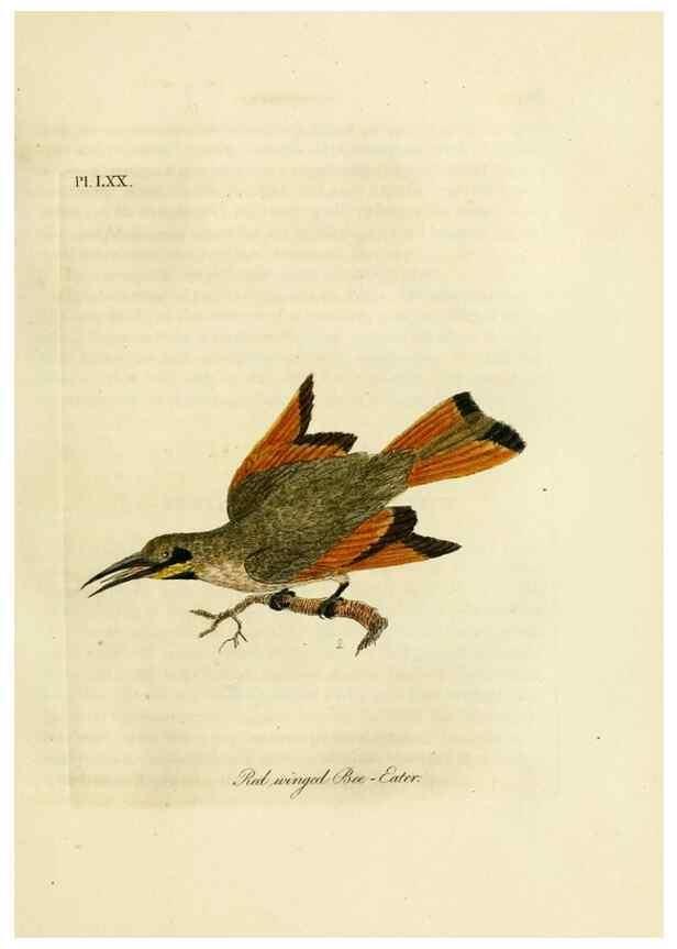 Reproducción/Reproduction 10310582646: A general history of birds /. Winchester [England] :Printed by Jacob and Johnson, for the author : sold in London by G. and W.B. Whittaker ... [and 3 others],1821-1828.