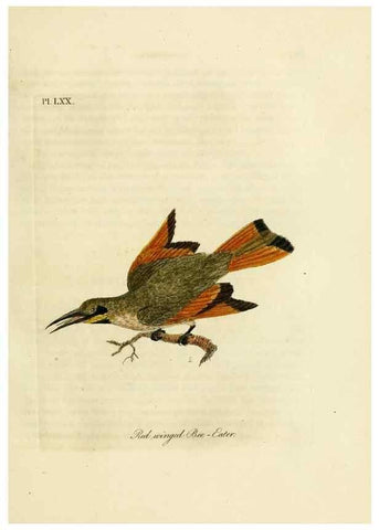Reproducción/Reproduction 10310582646: A general history of birds /. Winchester [England] :Printed by Jacob and Johnson, for the author : sold in London by G. and W.B. Whittaker ... [and 3 others],1821-1828.