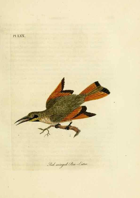 Reproducción/Reproduction 10310582646: A general history of birds /. Winchester [England] :Printed by Jacob and Johnson, for the author : sold in London by G. and W.B. Whittaker ... [and 3 others],1821-1828.