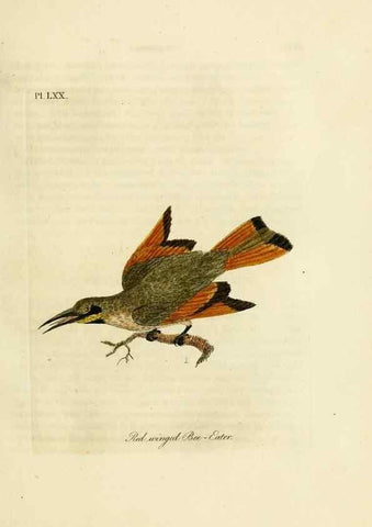 Reproducción/Reproduction 10310582646: A general history of birds /. Winchester [England] :Printed by Jacob and Johnson, for the author : sold in London by G. and W.B. Whittaker ... [and 3 others],1821-1828.