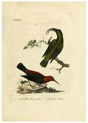Reproducción/Reproduction 10310716113: A general history of birds /. Winchester [England] :Printed by Jacob and Johnson, for the author : sold in London by G. and W.B. Whittaker ... [and 3 others],1821-1828.