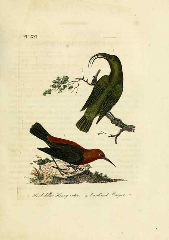 Reproducción/Reproduction 10310716113: A general history of birds /. Winchester [England] :Printed by Jacob and Johnson, for the author : sold in London by G. and W.B. Whittaker ... [and 3 others],1821-1828.