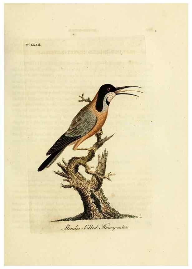 Reproducción/Reproduction 10310566225: A general history of birds /. Winchester [England] :Printed by Jacob and Johnson, for the author : sold in London by G. and W.B. Whittaker ... [and 3 others],1821-1828.