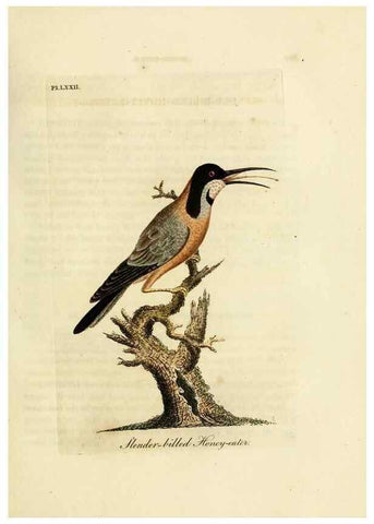Reproducción/Reproduction 10310566225: A general history of birds /. Winchester [England] :Printed by Jacob and Johnson, for the author : sold in London by G. and W.B. Whittaker ... [and 3 others],1821-1828.