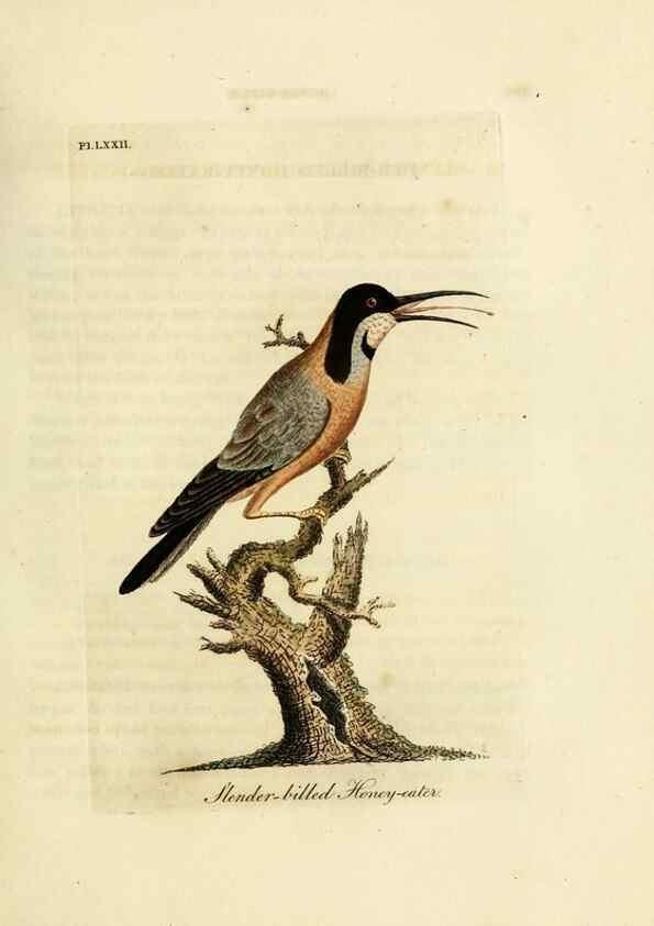 Reproducción/Reproduction 10310566225: A general history of birds /. Winchester [England] :Printed by Jacob and Johnson, for the author : sold in London by G. and W.B. Whittaker ... [and 3 others],1821-1828.