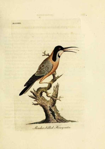 Reproducción/Reproduction 10310566225: A general history of birds /. Winchester [England] :Printed by Jacob and Johnson, for the author : sold in London by G. and W.B. Whittaker ... [and 3 others],1821-1828.
