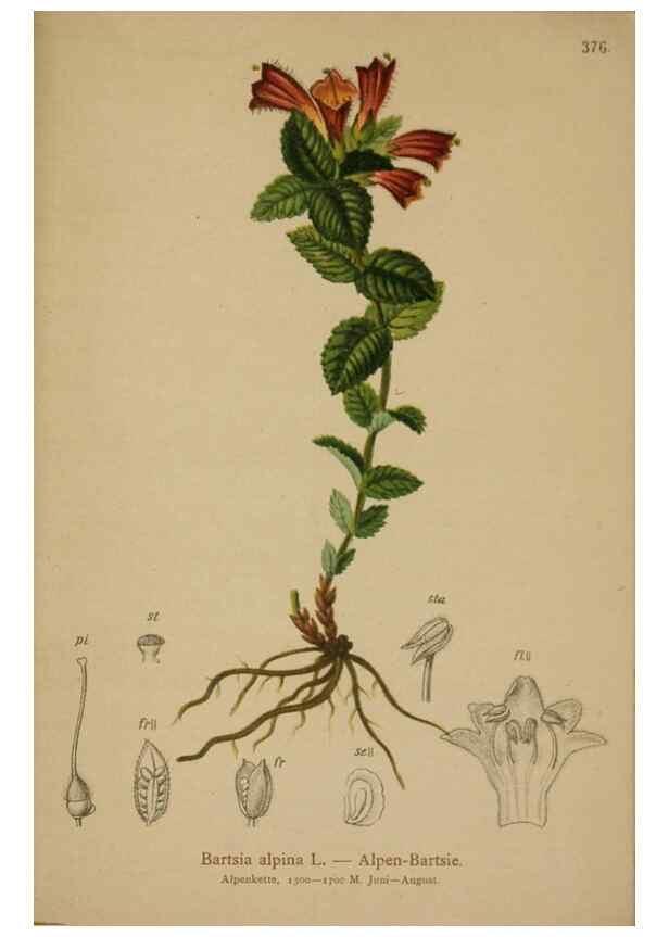 Reproducción/Reproduction 10192818693: Atlas der Alpenflora /. Wien :Eigenthum und Verlag des Deutschen und Oesterr. Alpenvereins,1882.