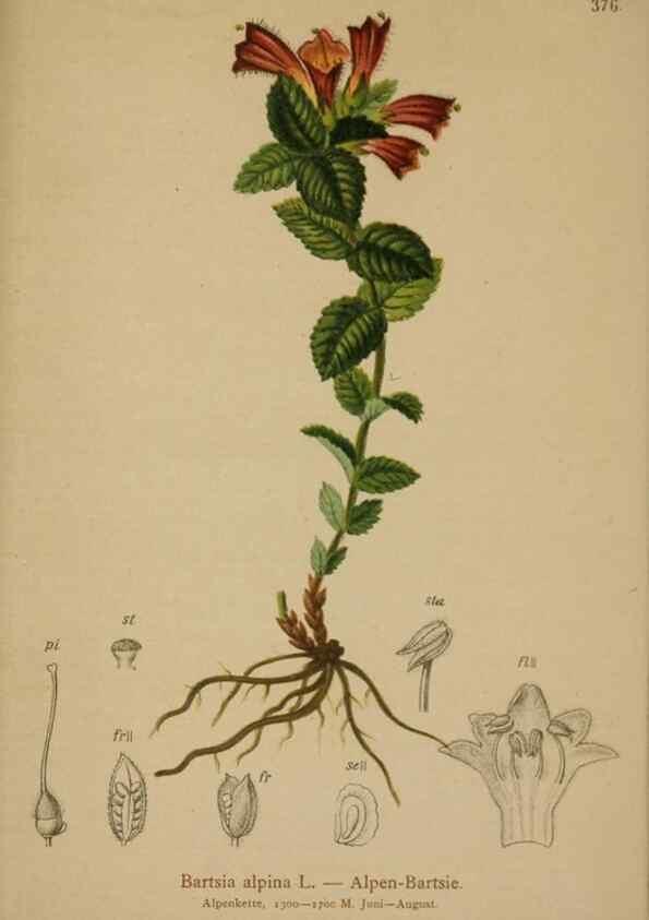 Reproducción/Reproduction 10192818693: Atlas der Alpenflora /. Wien :Eigenthum und Verlag des Deutschen und Oesterr. Alpenvereins,1882.