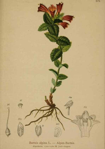 Reproducción/Reproduction 10192818693: Atlas der Alpenflora /. Wien :Eigenthum und Verlag des Deutschen und Oesterr. Alpenvereins,1882.