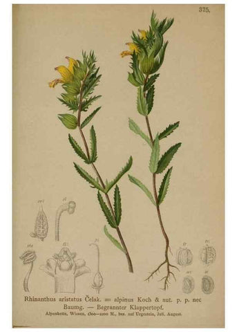 Reproducción/Reproduction 10192626374: Atlas der Alpenflora /. Wien :Eigenthum und Verlag des Deutschen und Oesterr. Alpenvereins,1882.
