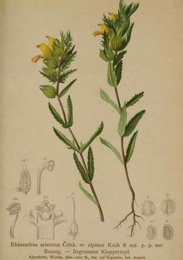 Reproducción/Reproduction 10192626374: Atlas der Alpenflora /. Wien :Eigenthum und Verlag des Deutschen und Oesterr. Alpenvereins,1882.