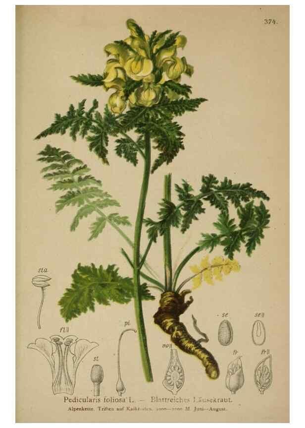 Reproducción/Reproduction 10192809843: Atlas der Alpenflora /. Wien :Eigenthum und Verlag des Deutschen und Oesterr. Alpenvereins,1882.