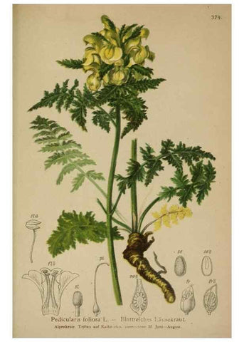 Reproducción/Reproduction 10192809843: Atlas der Alpenflora /. Wien :Eigenthum und Verlag des Deutschen und Oesterr. Alpenvereins,1882.