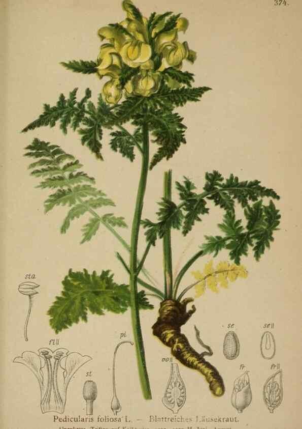 Reproducción/Reproduction 10192809843: Atlas der Alpenflora /. Wien :Eigenthum und Verlag des Deutschen und Oesterr. Alpenvereins,1882.