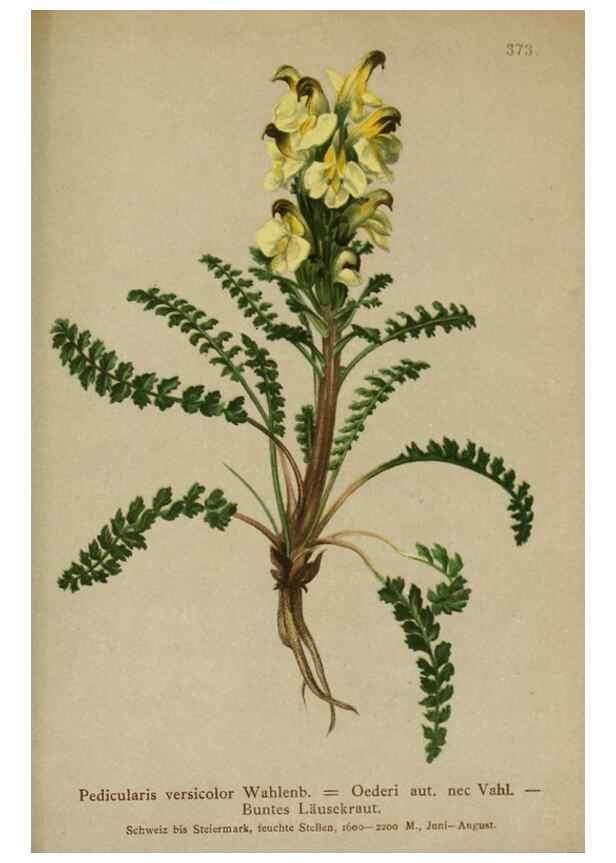 Reproducción/Reproduction 10192806113: Atlas der Alpenflora /. Wien :Eigenthum und Verlag des Deutschen und Oesterr. Alpenvereins,1882.