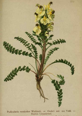 Reproducción/Reproduction 10192806113: Atlas der Alpenflora /. Wien :Eigenthum und Verlag des Deutschen und Oesterr. Alpenvereins,1882.