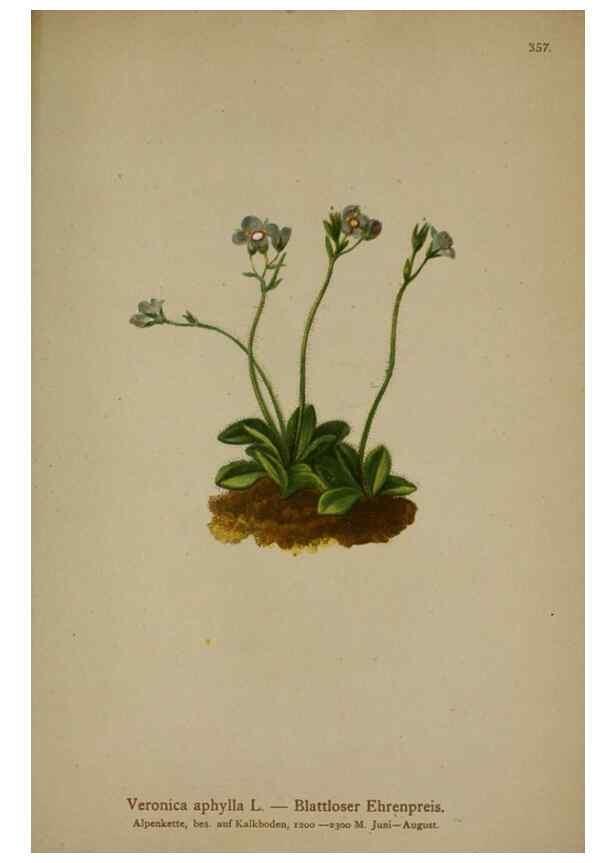 Reproducción/Reproduction 10192693716: Atlas der Alpenflora /. Wien :Eigenthum und Verlag des Deutschen und Oesterr. Alpenvereins,1882.