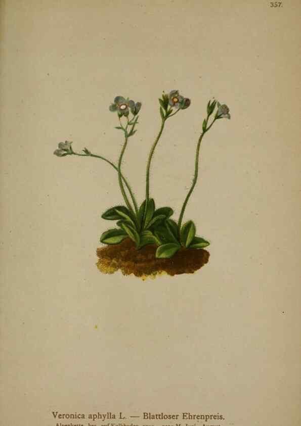 Reproducción/Reproduction 10192693716: Atlas der Alpenflora /. Wien :Eigenthum und Verlag des Deutschen und Oesterr. Alpenvereins,1882.