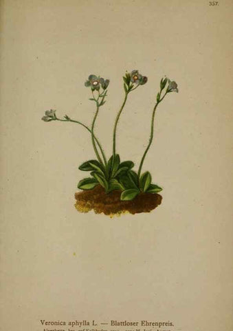 Reproducción/Reproduction 10192693716: Atlas der Alpenflora /. Wien :Eigenthum und Verlag des Deutschen und Oesterr. Alpenvereins,1882.