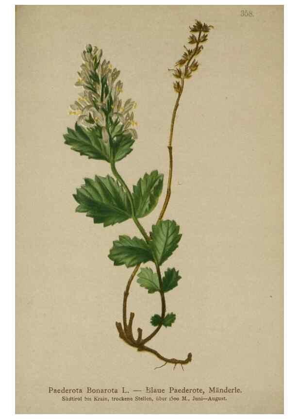 Reproducción/Reproduction 10192751003: Atlas der Alpenflora /. Wien :Eigenthum und Verlag des Deutschen und Oesterr. Alpenvereins,1882.