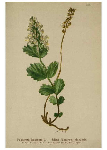 Reproducción/Reproduction 10192751003: Atlas der Alpenflora /. Wien :Eigenthum und Verlag des Deutschen und Oesterr. Alpenvereins,1882.