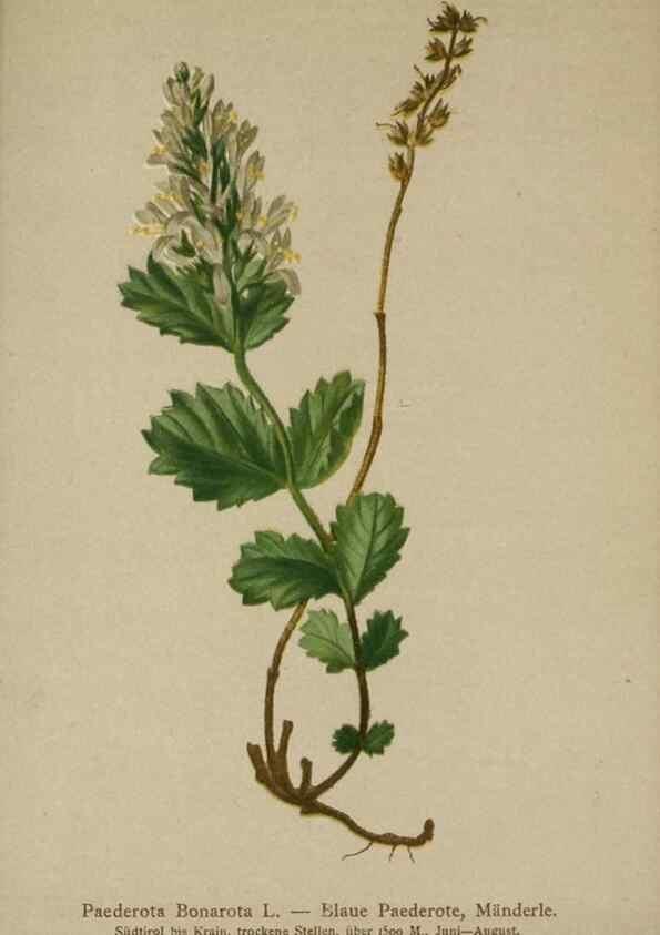Reproducción/Reproduction 10192751003: Atlas der Alpenflora /. Wien :Eigenthum und Verlag des Deutschen und Oesterr. Alpenvereins,1882.