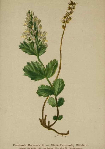 Reproducción/Reproduction 10192751003: Atlas der Alpenflora /. Wien :Eigenthum und Verlag des Deutschen und Oesterr. Alpenvereins,1882.