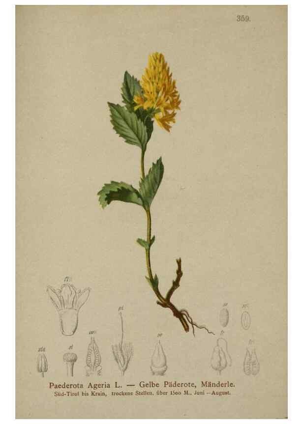 Reproducción/Reproduction 10192566154: Atlas der Alpenflora /. Wien :Eigenthum und Verlag des Deutschen und Oesterr. Alpenvereins,1882.