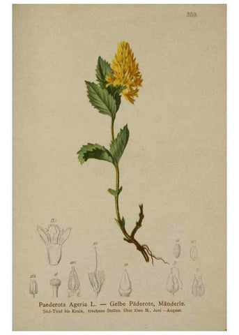 Reproducción/Reproduction 10192566154: Atlas der Alpenflora /. Wien :Eigenthum und Verlag des Deutschen und Oesterr. Alpenvereins,1882.