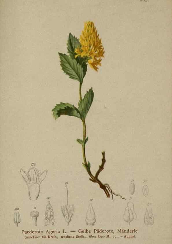 Reproducción/Reproduction 10192566154: Atlas der Alpenflora /. Wien :Eigenthum und Verlag des Deutschen und Oesterr. Alpenvereins,1882.