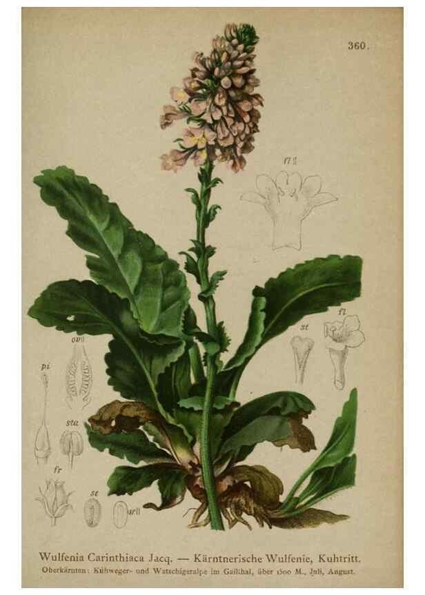 Reproducción/Reproduction 10192569884: Atlas der Alpenflora /. Wien :Eigenthum und Verlag des Deutschen und Oesterr. Alpenvereins,1882.