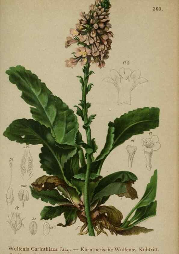 Reproducción/Reproduction 10192569884: Atlas der Alpenflora /. Wien :Eigenthum und Verlag des Deutschen und Oesterr. Alpenvereins,1882.