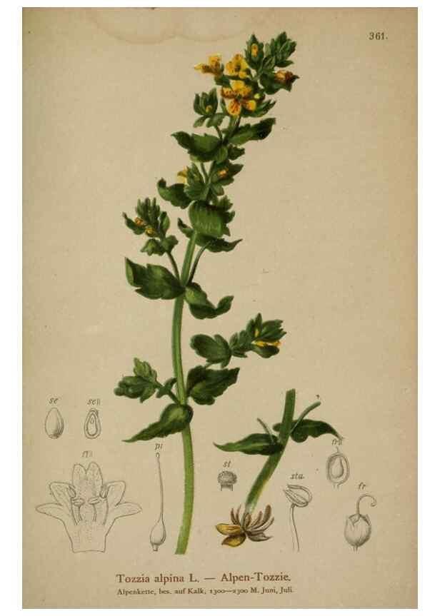 Reproducción/Reproduction 10192573654: Atlas der Alpenflora /. Wien :Eigenthum und Verlag des Deutschen und Oesterr. Alpenvereins,1882.