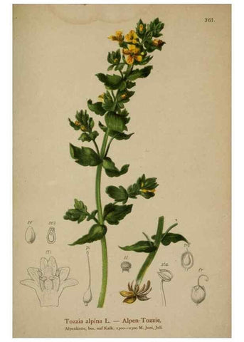 Reproducción/Reproduction 10192573654: Atlas der Alpenflora /. Wien :Eigenthum und Verlag des Deutschen und Oesterr. Alpenvereins,1882.