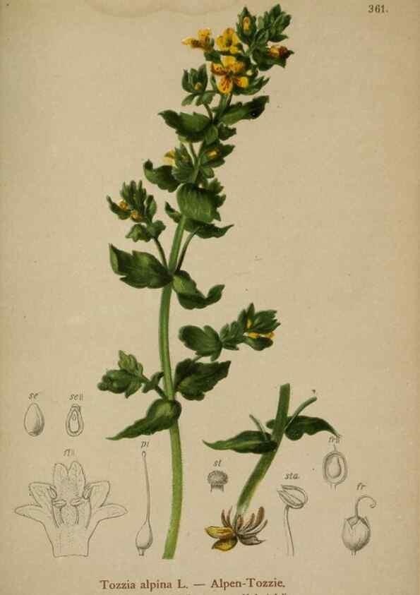 Reproducción/Reproduction 10192573654: Atlas der Alpenflora /. Wien :Eigenthum und Verlag des Deutschen und Oesterr. Alpenvereins,1882.