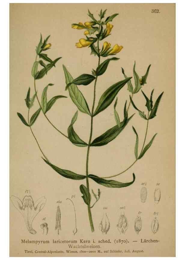 Reproducción/Reproduction 10192683635: Atlas der Alpenflora /. Wien :Eigenthum und Verlag des Deutschen und Oesterr. Alpenvereins,1882.