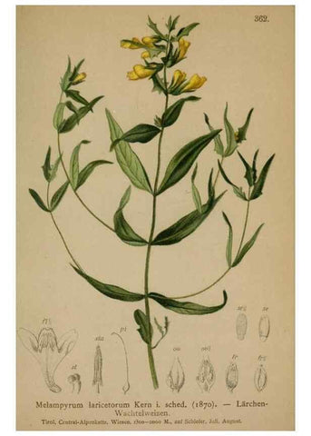 Reproducción/Reproduction 10192683635: Atlas der Alpenflora /. Wien :Eigenthum und Verlag des Deutschen und Oesterr. Alpenvereins,1882.