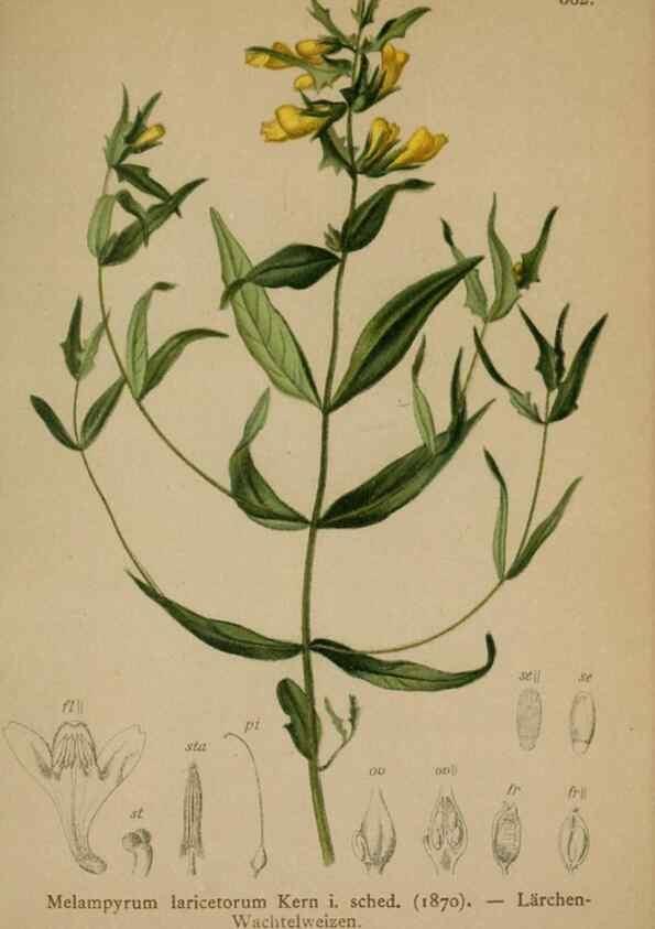 Reproducción/Reproduction 10192683635: Atlas der Alpenflora /. Wien :Eigenthum und Verlag des Deutschen und Oesterr. Alpenvereins,1882.