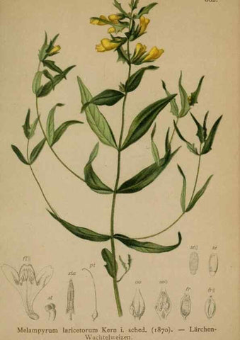 Reproducción/Reproduction 10192683635: Atlas der Alpenflora /. Wien :Eigenthum und Verlag des Deutschen und Oesterr. Alpenvereins,1882.