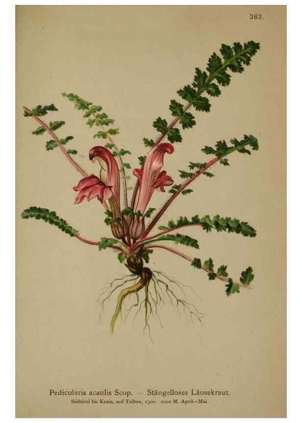 Reproducción/Reproduction 10192715796: Atlas der Alpenflora /. Wien :Eigenthum und Verlag des Deutschen und Oesterr. Alpenvereins,1882.
