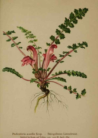 Reproducción/Reproduction 10192715796: Atlas der Alpenflora /. Wien :Eigenthum und Verlag des Deutschen und Oesterr. Alpenvereins,1882.
