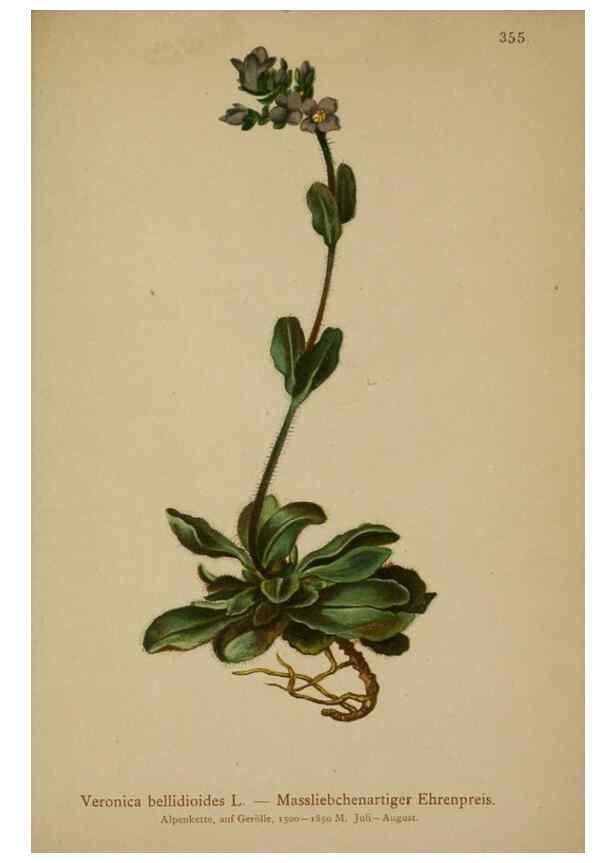 Reproducción/Reproduction 10192656745: Atlas der Alpenflora /. Wien :Eigenthum und Verlag des Deutschen und Oesterr. Alpenvereins,1882.