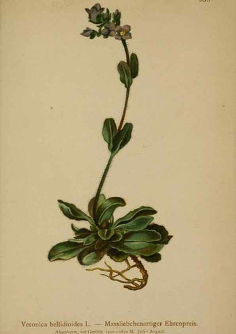Reproducción/Reproduction 10192656745: Atlas der Alpenflora /. Wien :Eigenthum und Verlag des Deutschen und Oesterr. Alpenvereins,1882.