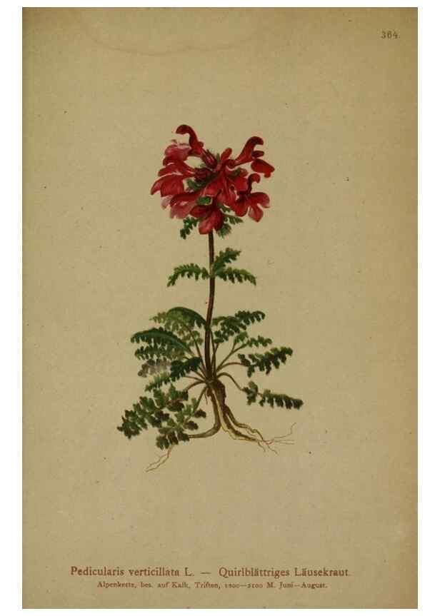 Reproducción/Reproduction 10192584454: Atlas der Alpenflora /. Wien :Eigenthum und Verlag des Deutschen und Oesterr. Alpenvereins,1882.