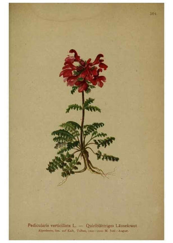 Reproducción/Reproduction 10192584454: Atlas der Alpenflora /. Wien :Eigenthum und Verlag des Deutschen und Oesterr. Alpenvereins,1882.