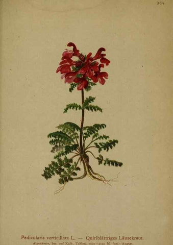 Reproducción/Reproduction 10192584454: Atlas der Alpenflora /. Wien :Eigenthum und Verlag des Deutschen und Oesterr. Alpenvereins,1882.