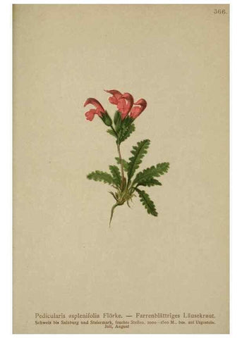 Reproducción/Reproduction 10192779883: Atlas der Alpenflora /. Wien :Eigenthum und Verlag des Deutschen und Oesterr. Alpenvereins,1882.